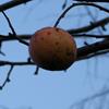 Apple: Kings Grace