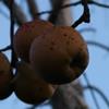 Apple: Kings Grace