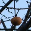 Apple: Kings Grace