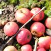 Apple: Porters Perfection