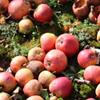 Apple: Porters Perfection