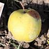 Apple: Rosma