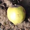 Apple: Rosma