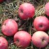 Apple: Roundway Magnum Bonum