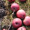 Apple: Roundway Magnum Bonum
