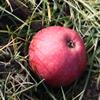 Apple: Roundway Magnum Bonum
