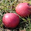 Apple: Roundway Magnum Bonum