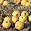 Apple: Sturmer Pippin