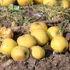 Apple: Sturmer Pippin