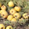 Apple: Sturmer Pippin