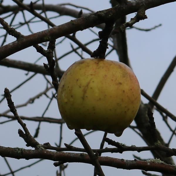 Apple: Cross Gate