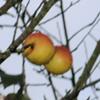 Apple: Cross Gate