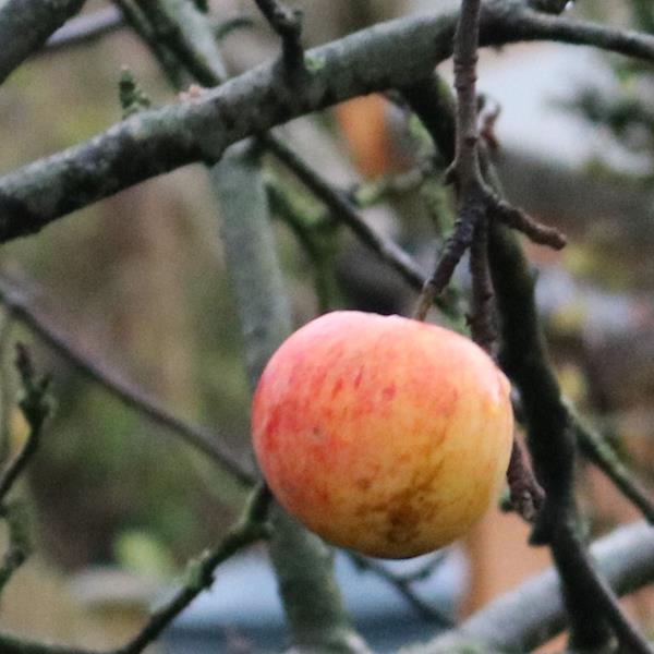 Apple: King Sur