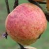 Apple: Diamond Pippin