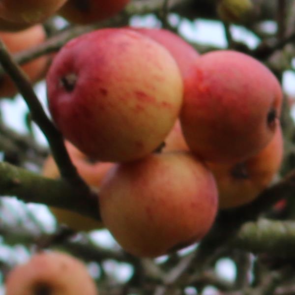 Apple: Lacy Pippin