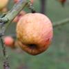 Apple: Orange Diamond