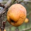 Apple: Orange Diamond
