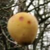 Apple: Sweet Trillian
