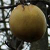 Apple: Sweet Trillian