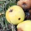 Apple: Sweet Trillian