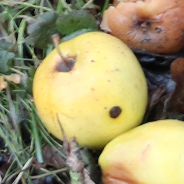 Apple: Sweet Trillian