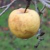 Apple: Yellow Diamond