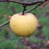Apple: Yellow Diamond