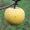 Apple: Yellow Diamond