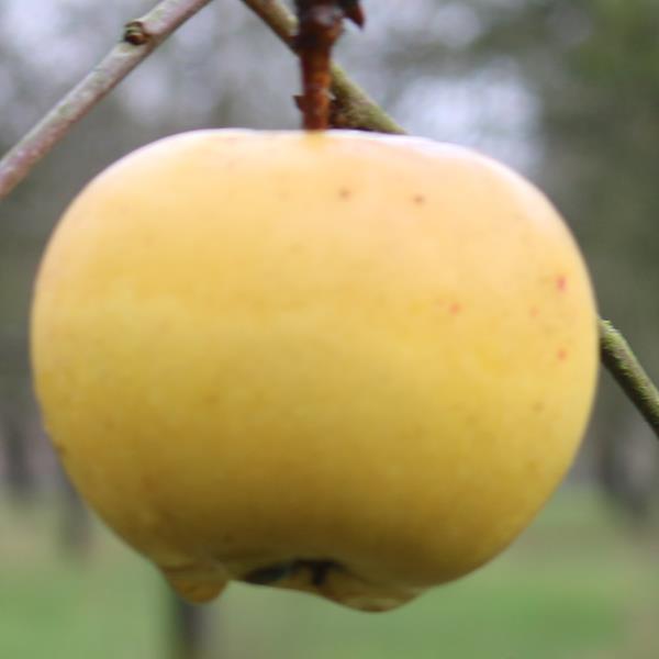 Apple: Yellow Diamond
