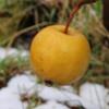 Apple: Rock Russet