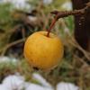 Apple: Rock Russet