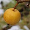 Apple: Rock Russet