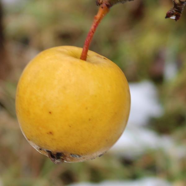 Apple: Rock Russet