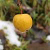 Apple: Rock Russet