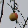Apple: Cross Gate