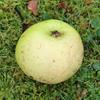 Apple: Sam Cook