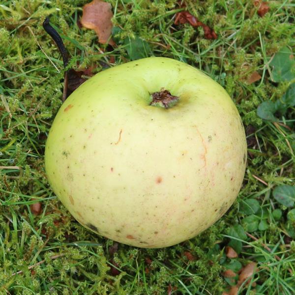 Apple: Sam Cook