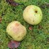 Apple: Sam Cook