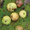 Apple: Sam Cook