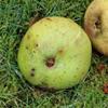 Apple: Sam Cook