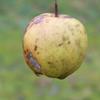 Apple: Sam Yellow