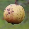 Apple: Sam Yellow