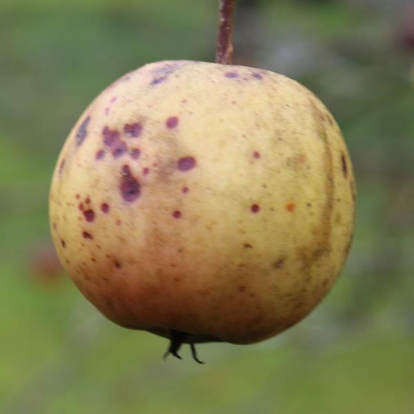 Apple: Sam Yellow