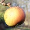 Apple: Burford Yellow