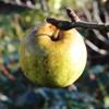 Apple: Burford Yellow