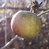 Apple: Burford Yellow
