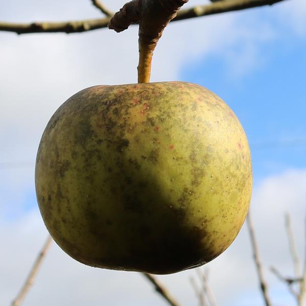 Apple: Burford Yellow