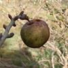 Apple: Burford Yellow