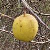 Apple: Auld Ben