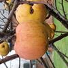 Apple: Kings Grace